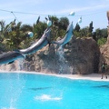 Dolphins Loro Parque5.JPG